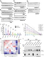 hnRNP H1 Antibody in Western Blot (WB)