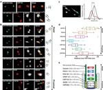 POC1B Antibody in Immunocytochemistry (ICC/IF)