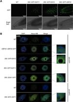 GFP Antibody in Immunocytochemistry (ICC/IF)