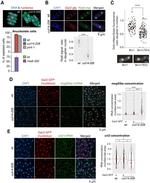 GFP Antibody in Immunocytochemistry (ICC/IF)