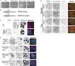 ZO-1 Antibody in Immunocytochemistry (ICC/IF)