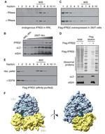 IFRD2 Antibody in Western Blot (WB)