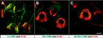 GFP Antibody in Immunohistochemistry (Frozen) (IHC (F))
