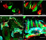 GFP Antibody in Immunohistochemistry (Frozen) (IHC (F))