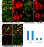 GFP Antibody in Immunohistochemistry (Frozen) (IHC (F))