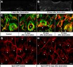 GFP Antibody in Immunohistochemistry (Frozen) (IHC (F))