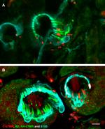 GFP Antibody in Immunohistochemistry (Frozen) (IHC (F))