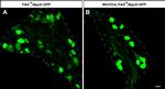 GFP Antibody in Immunohistochemistry (Frozen) (IHC (F))