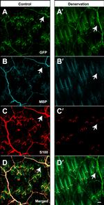 GFP Antibody in Immunohistochemistry (Frozen) (IHC (F))