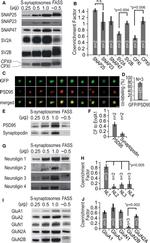 GFP Antibody in Immunocytochemistry (ICC/IF)