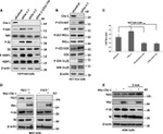 c-Myc Antibody in Western Blot (WB)