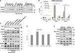 c-Myc Antibody in Western Blot (WB)