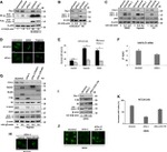 c-Myc Antibody in Western Blot (WB)