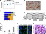 c-Myc Antibody in Immunohistochemistry (IHC)