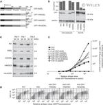 Calreticulin Antibody in Western Blot (WB)