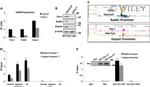 c-Myc Antibody in ChIP Assay (ChIP)