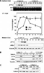 Myc Tag Antibody in Western Blot (WB)