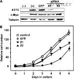 Myc Tag Antibody in Western Blot (WB)