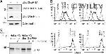 Calreticulin Antibody in Western Blot (WB)
