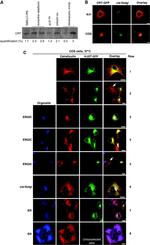 Calreticulin Antibody in Immunocytochemistry, Immunoprecipitation (ICC/IF, IP)