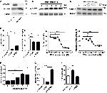 ARFGAP1 Antibody in Western Blot (WB)