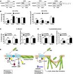 ARFGAP1 Antibody in Western Blot (WB)