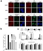 Mouse IgA Antibody in ChIP Assay (ChIP)