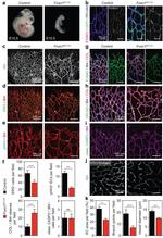 GFP Antibody in Immunohistochemistry (IHC)