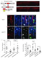 PAX2 Antibody in Immunohistochemistry (IHC)