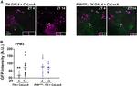 GFP Antibody in Immunohistochemistry (IHC)