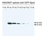 Spot VHH Antibody in Western Blot (WB)