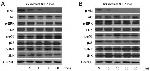 GAPDH Loading Control Antibody in Western Blot (WB)