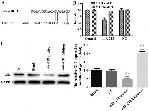 GLI3 Antibody in Western Blot (WB)