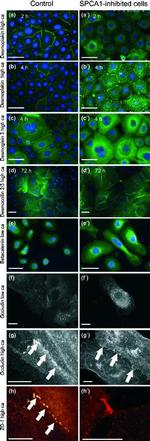 Occludin Antibody in Immunocytochemistry (ICC/IF)