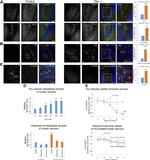 Phospho-Tau (Ser202, Thr205) Antibody in Immunohistochemistry (IHC)