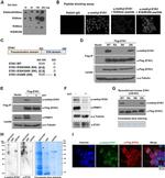 DYKDDDDK Tag Antibody in Western Blot (WB)