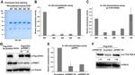 DYKDDDDK Tag Antibody in Western Blot, Immunoprecipitation (WB, IP)