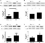 GAPDH Loading Control Antibody in Western Blot (WB)