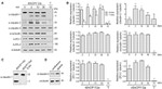 Claudin 1 Antibody in Western Blot (WB)
