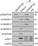 Claudin 1 Antibody in Western Blot (WB)