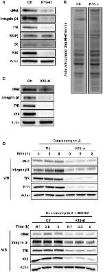 Transferrin Receptor Antibody in Western Blot (WB)