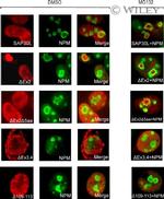 NPM1 Antibody in Immunocytochemistry (ICC/IF)