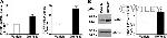PDZK1 Antibody in Western Blot (WB)