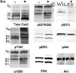 Connexin 43 Antibody in Western Blot (WB)