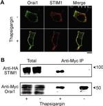 Myc Tag Antibody in Immunocytochemistry (ICC/IF)
