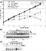 c-Myc Antibody in Western Blot (WB)