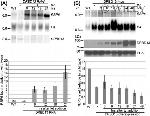 c-Myc Antibody in Western Blot (WB)