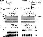 c-Myc Antibody in Western Blot (WB)