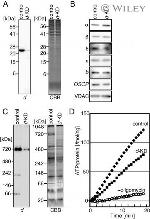 ATP5H Antibody in Western Blot (WB)