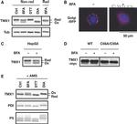 PDIA6 Antibody in Western Blot (WB)
